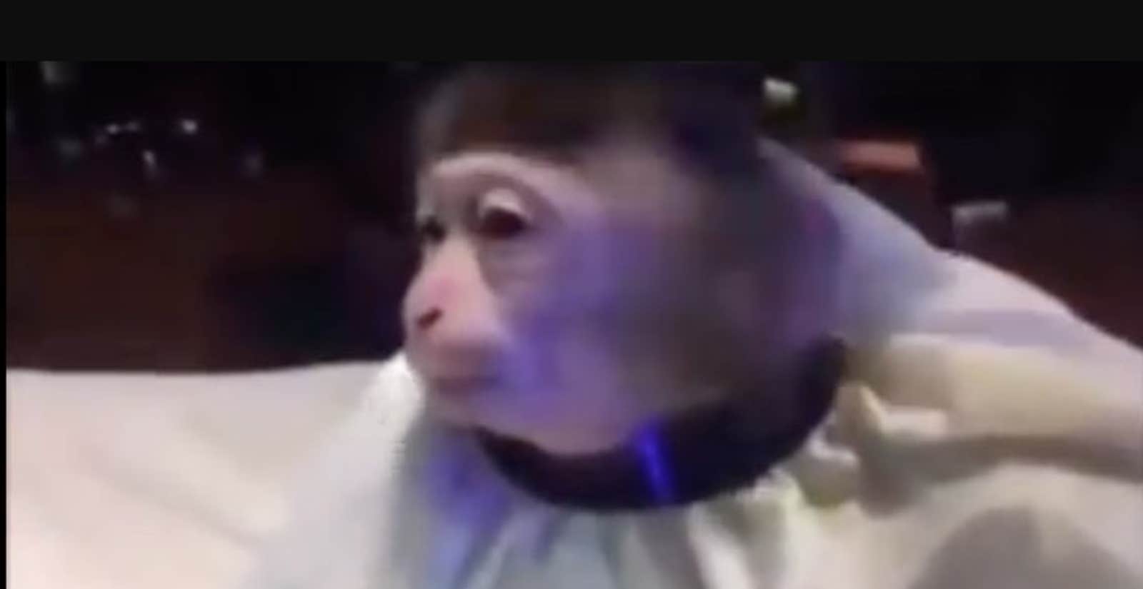 Monkey Haircut Meme: Everyone Loves This Monkey Getting a Haircut