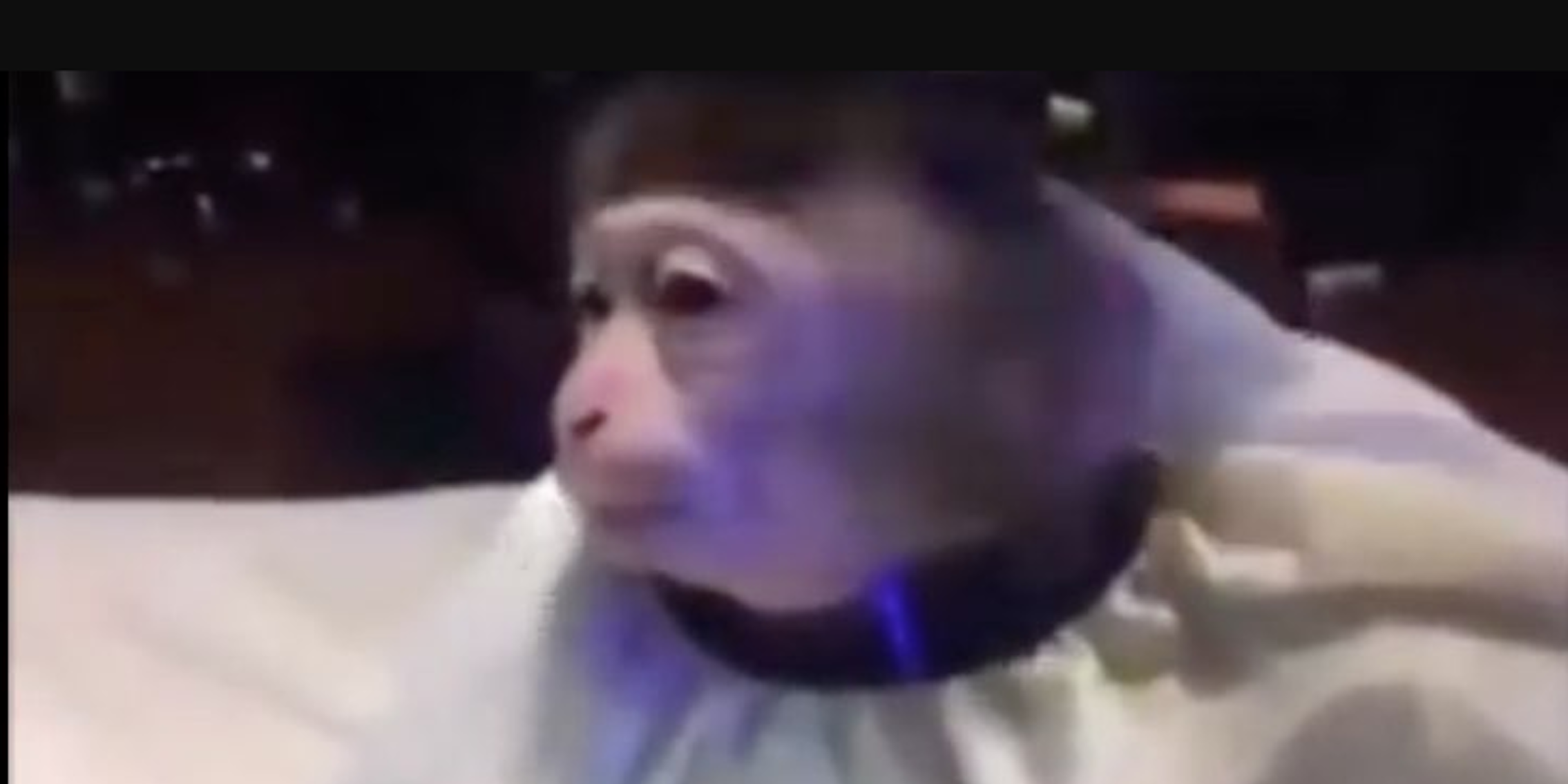 monkey haircut meme