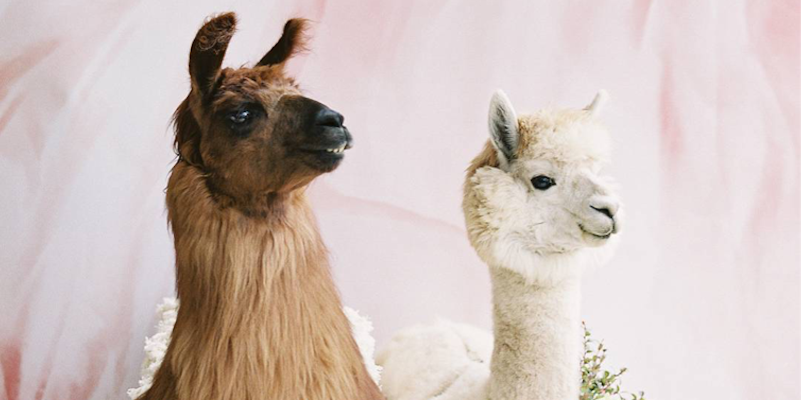 wedding llamas instahgram photos