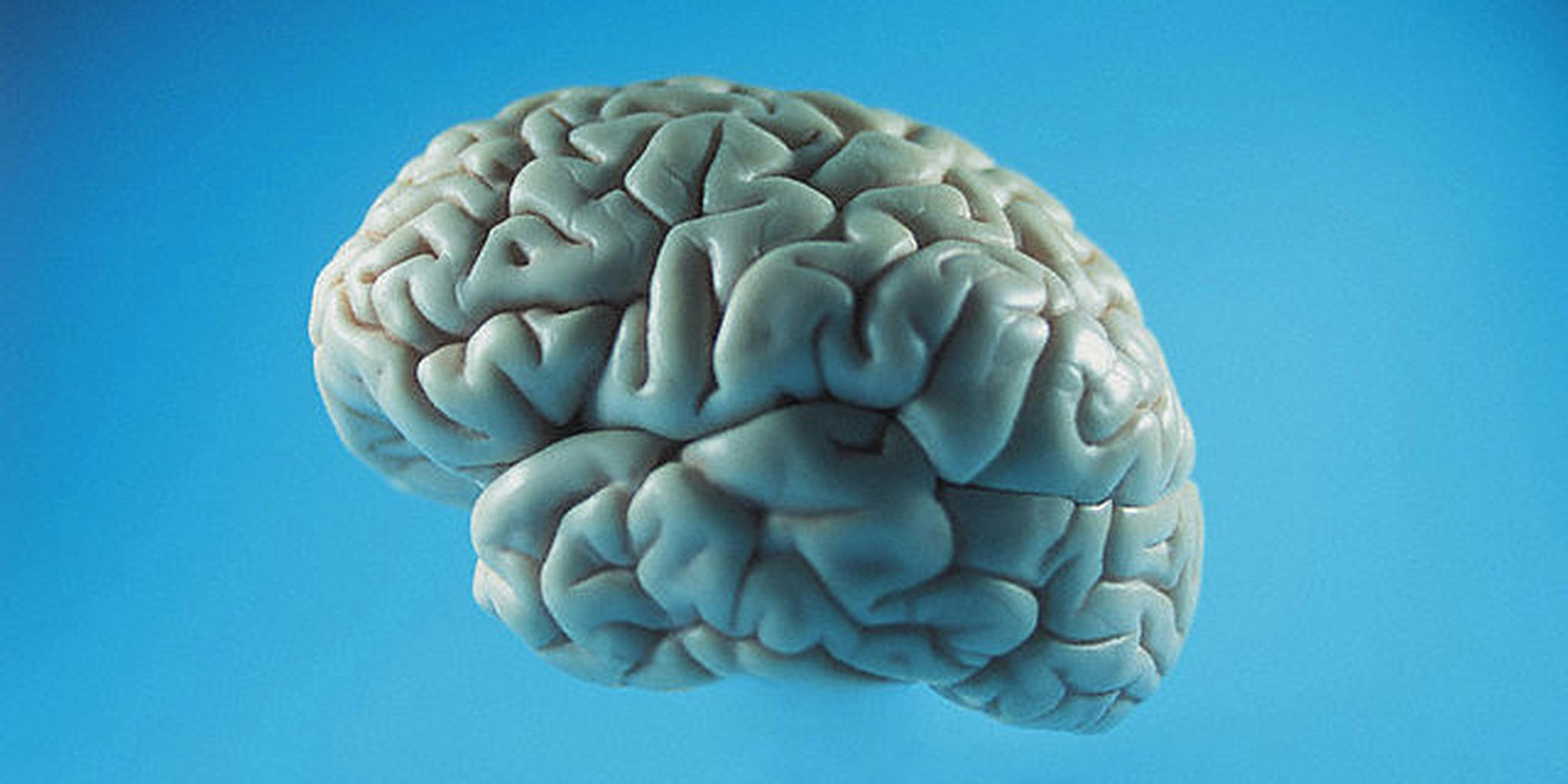 Brain 28. Цветок похожий на мозг. Мозг похожий на губку. Облака похожие на мозг. Животное похожее на мозг в биологии.