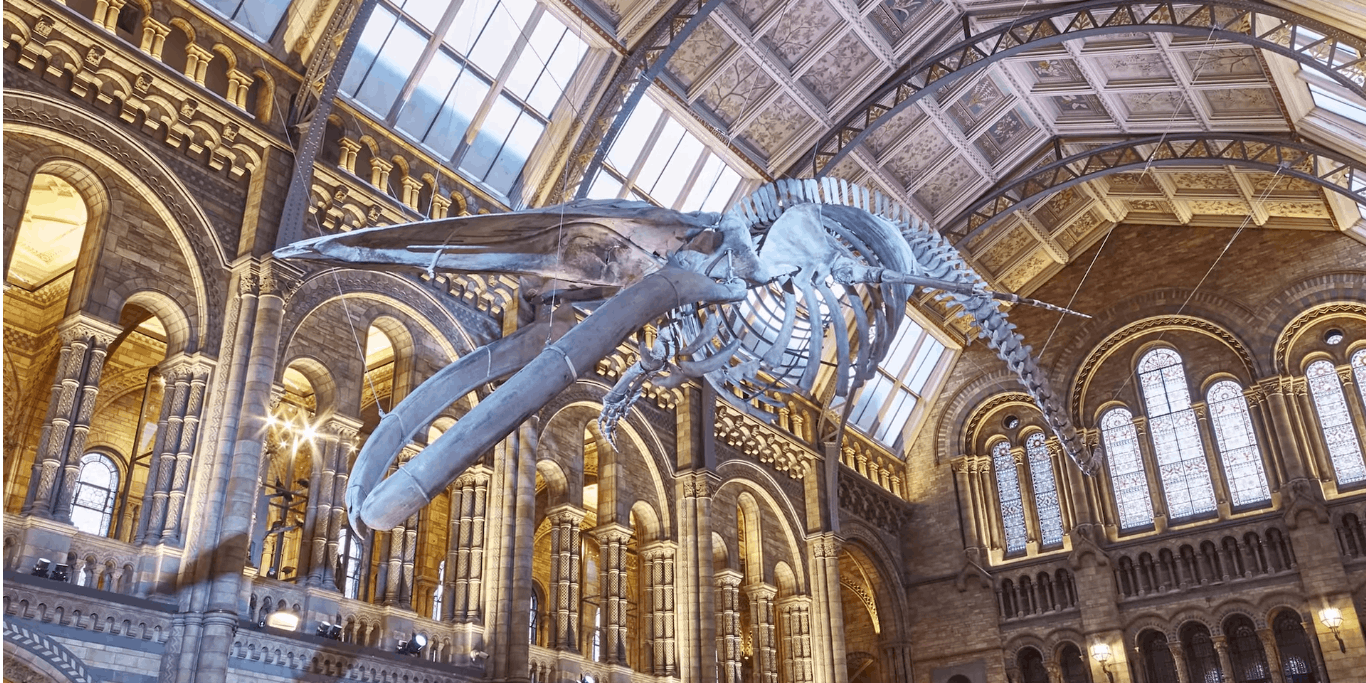 London Museum Installs An Entire Blue Whale Skeleton—and the Time-Lapse