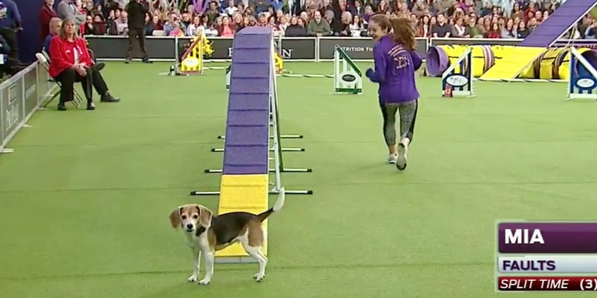 what are faults in dog agility