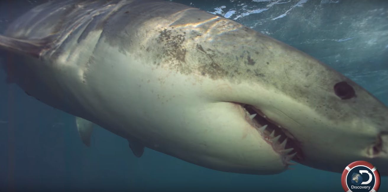 shark week 2017