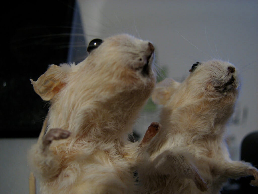 Homepage article image