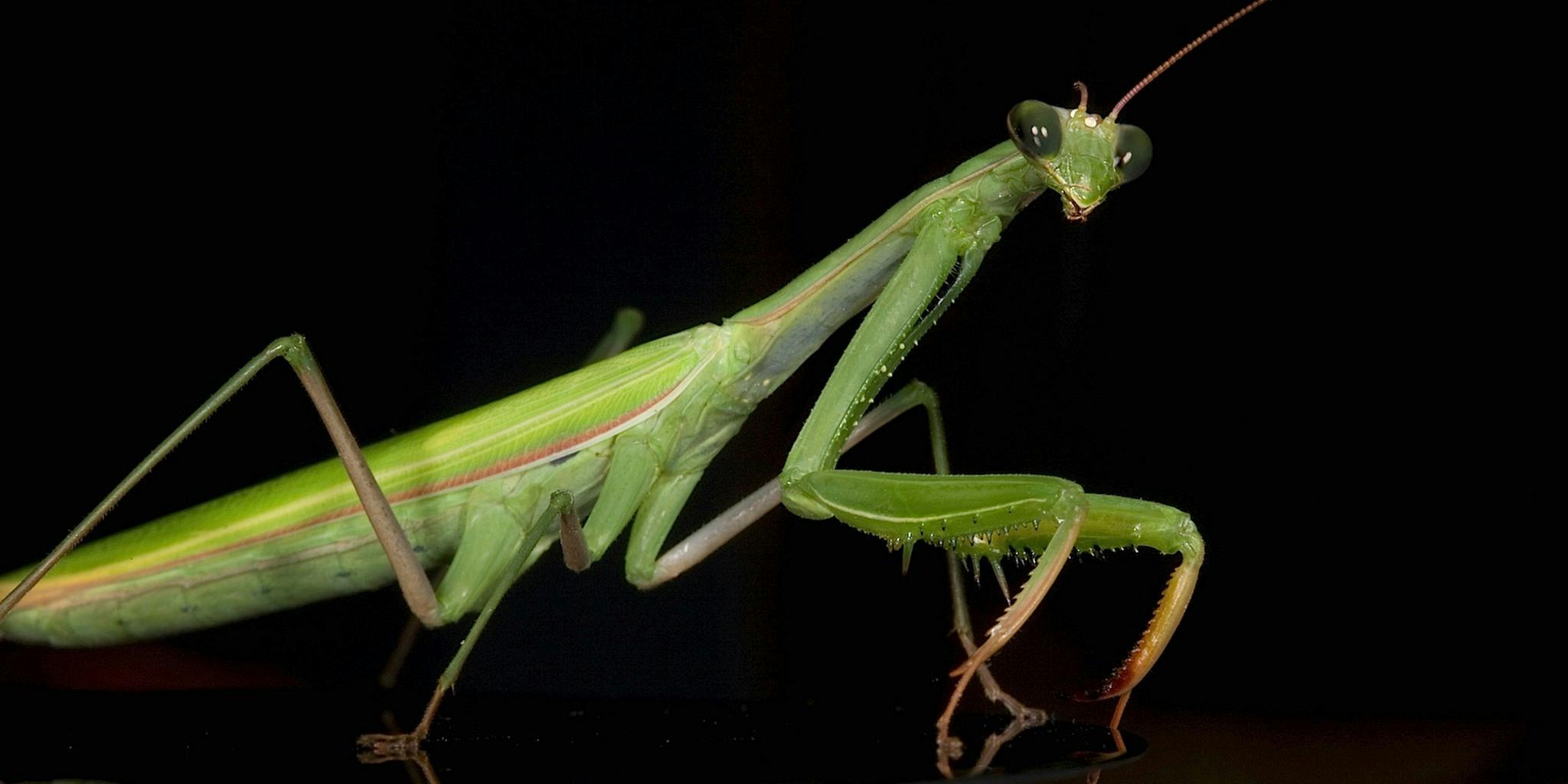 Самка и самец богомолов. Mantis religiosa, самка. Самка богомола насекомое. Богомол обыкновенный. Спаривание Богомолов.