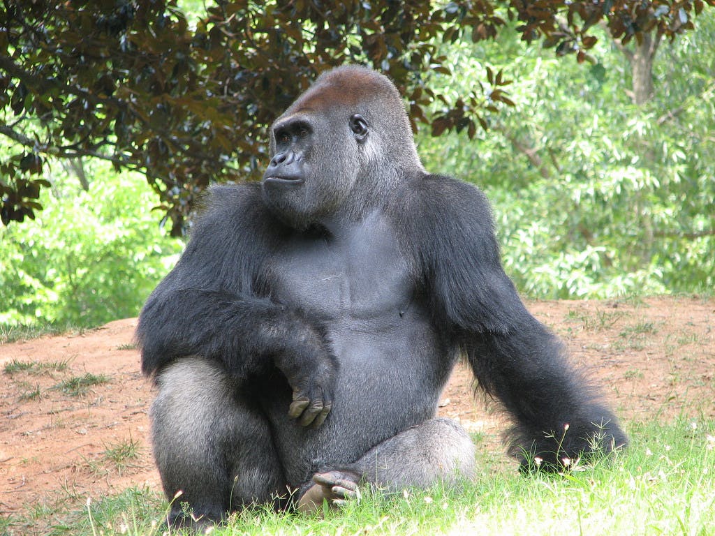 Gorilla loves looking at iPhone pictures of other gorillas