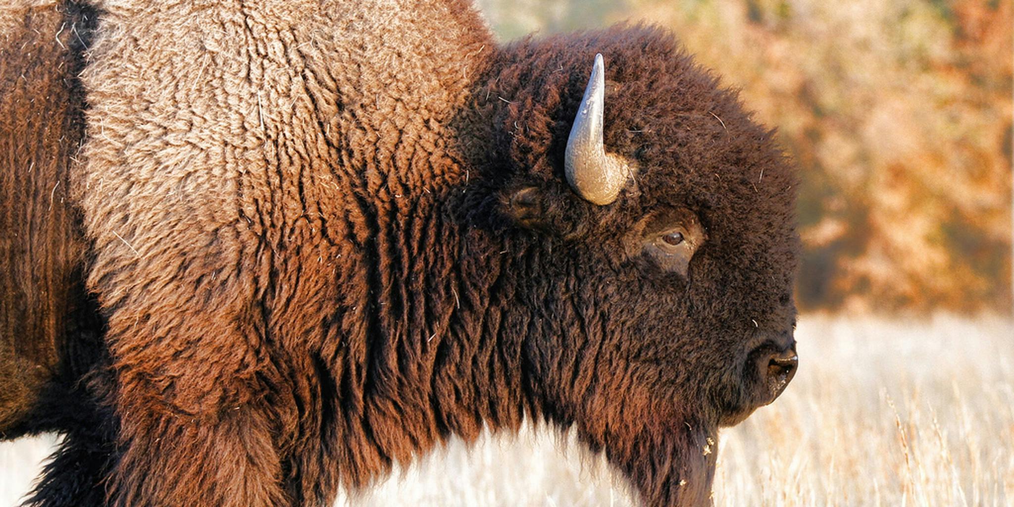 Какое северное животное. Бизоны в Северной Америке. Американский Степной Бизон. Животные Северной Америки Бизон. Орегонский Бизон.