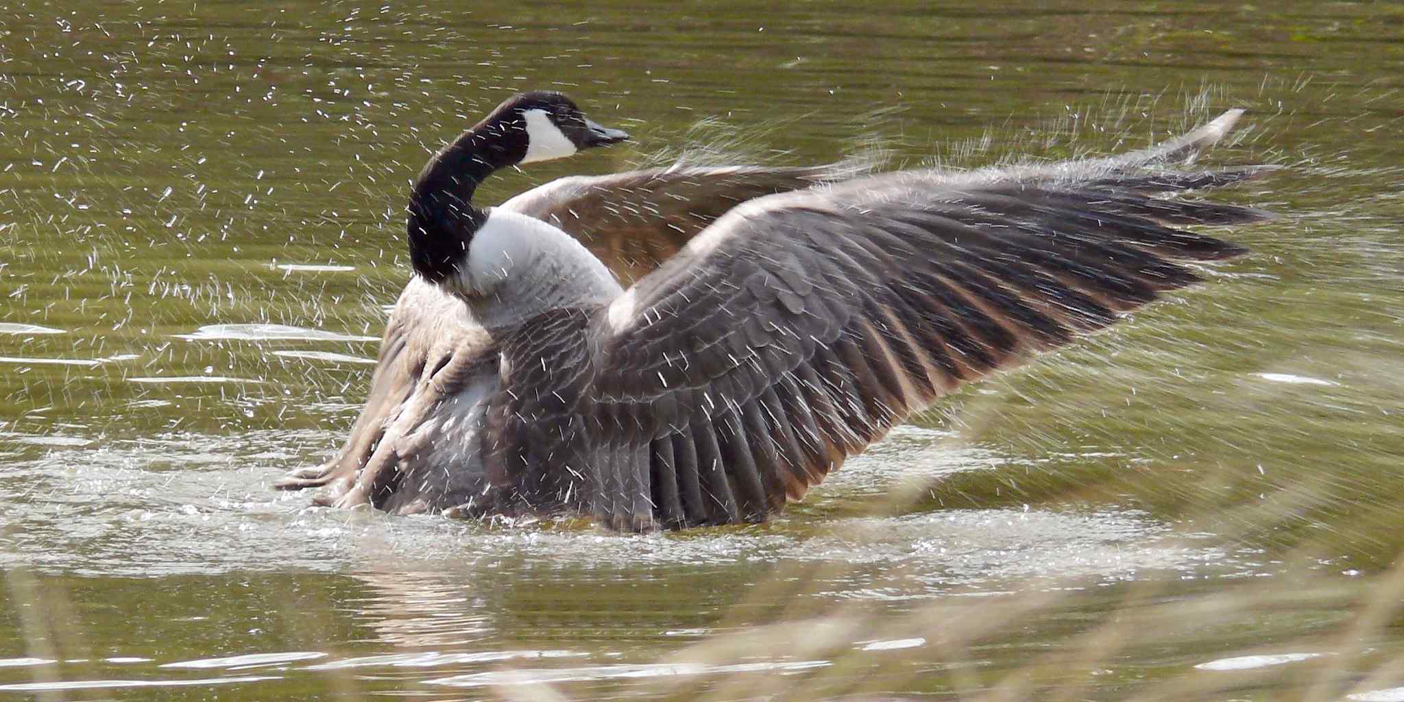 Cruel dad tricks daughter into angering a mother goose