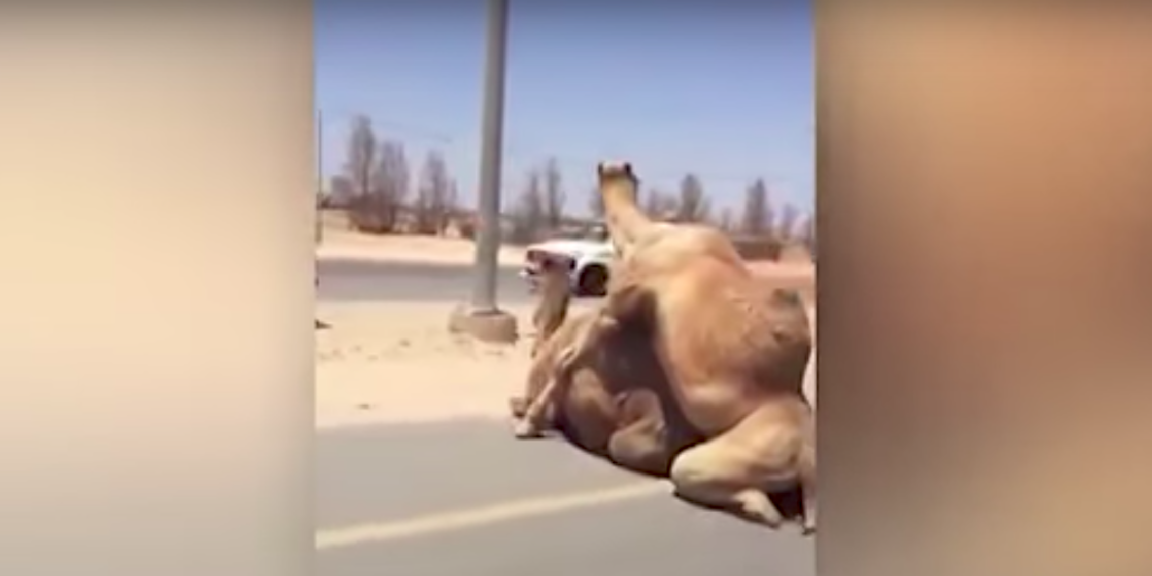 camel sex causes traffic jam in dubai