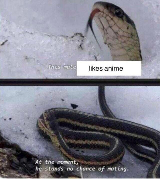 snake likes anime meme