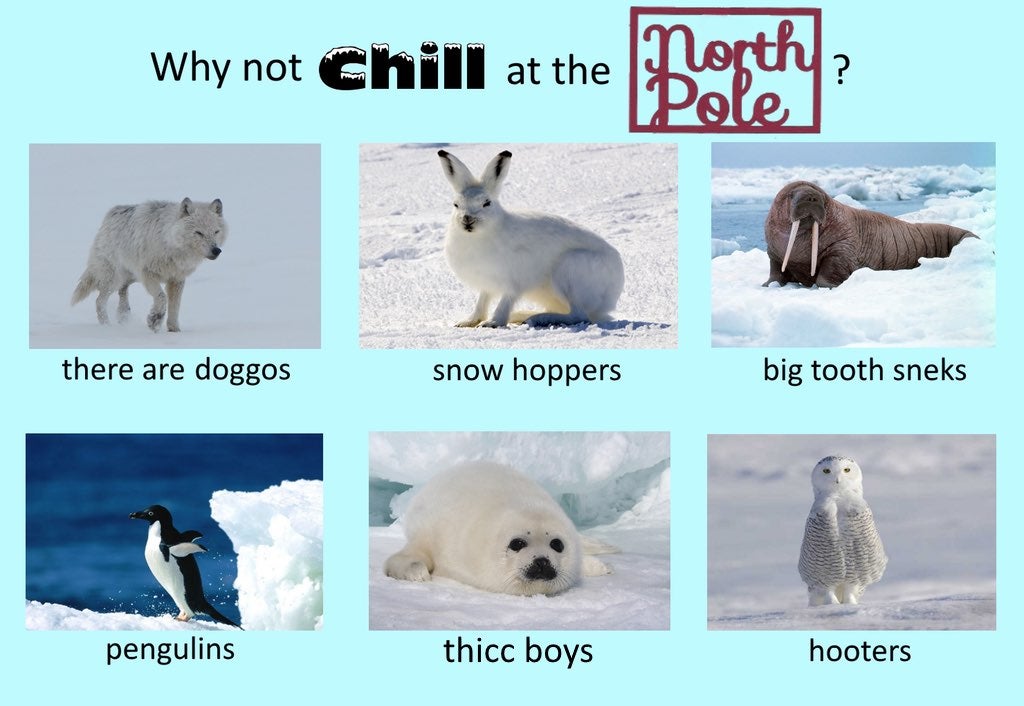 visit north pole