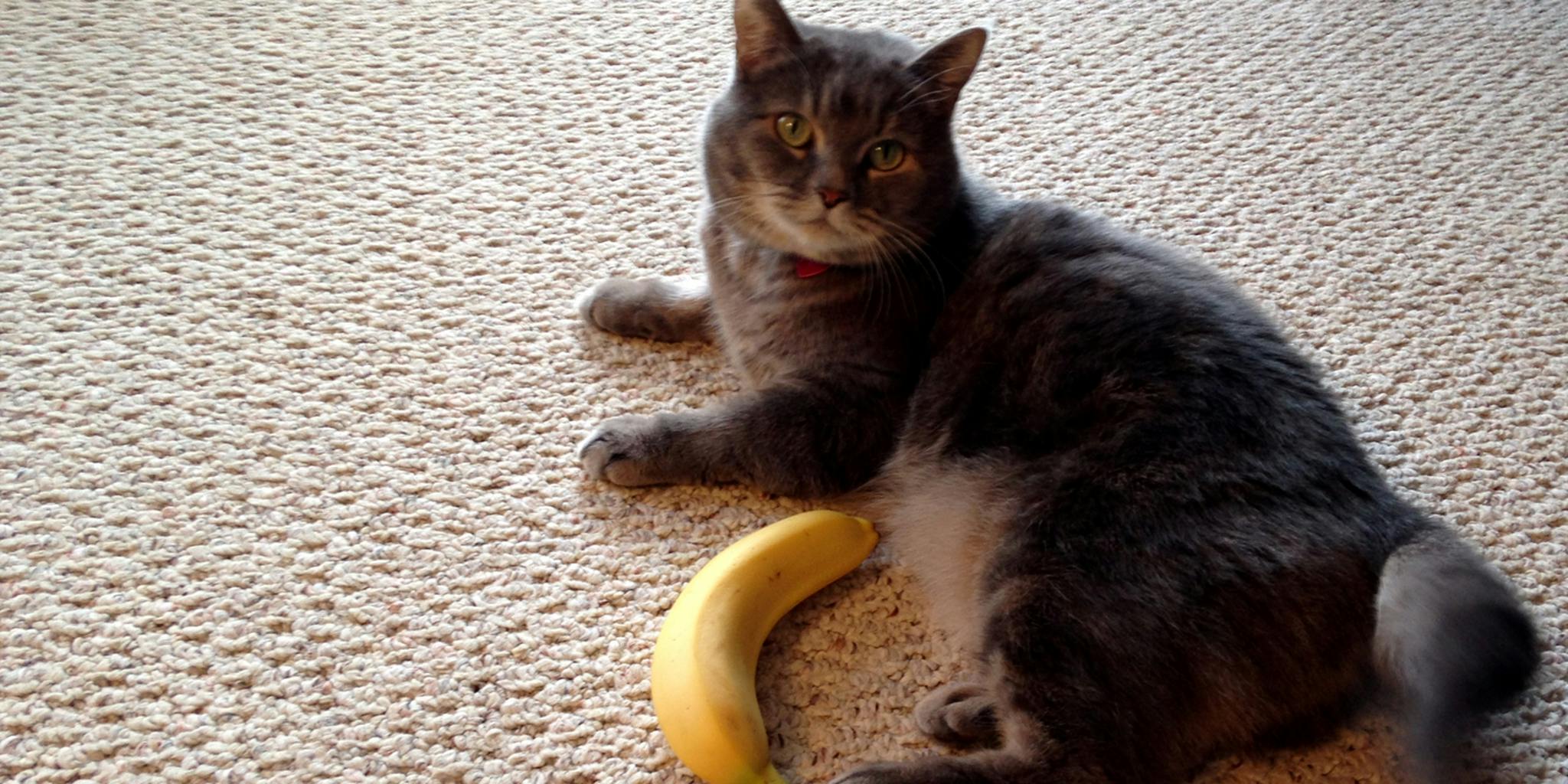 Bananas for Scale