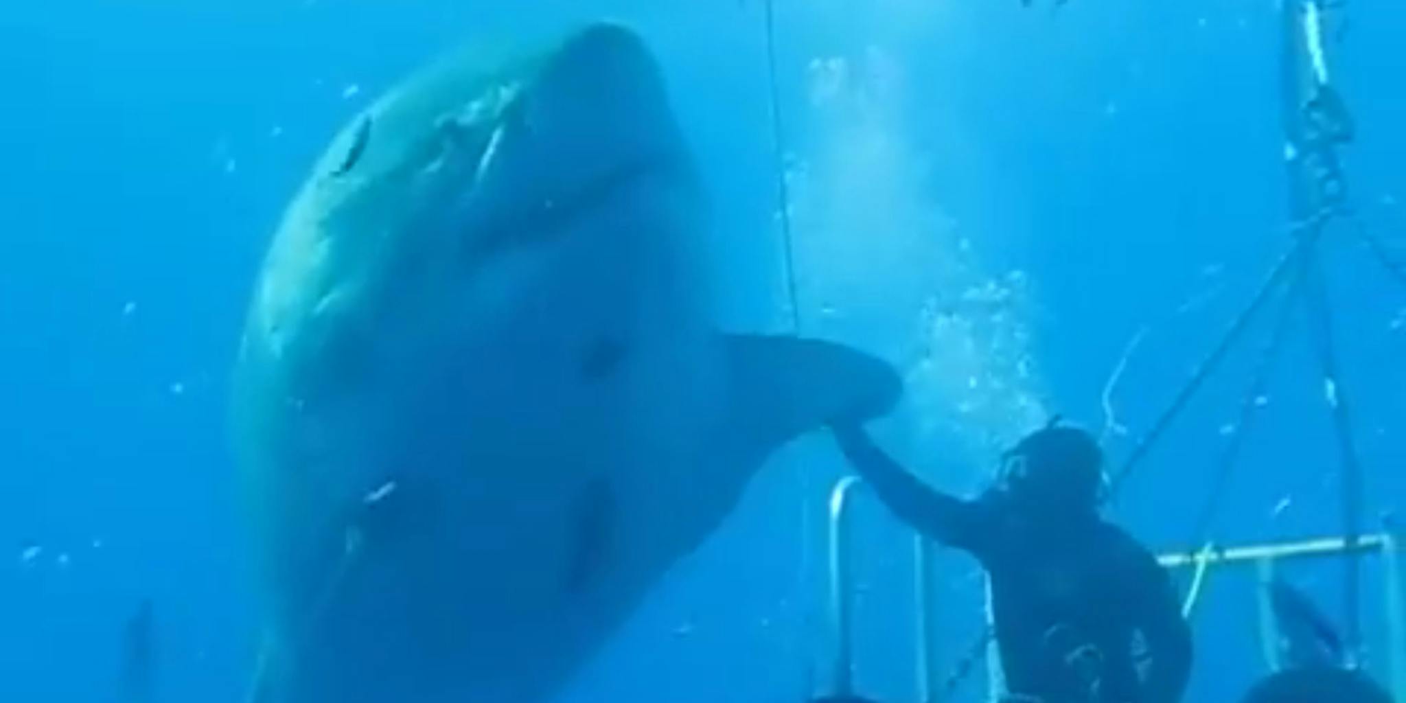 Fearless diver high-fives a giant great white shark