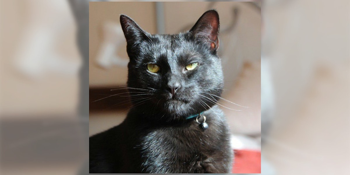 Mr Biggles, a cat up for adoption