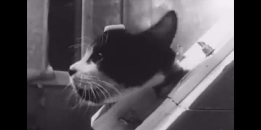 Félicette, the First Cat in Space, Now Has Her Own Kickstarter So a