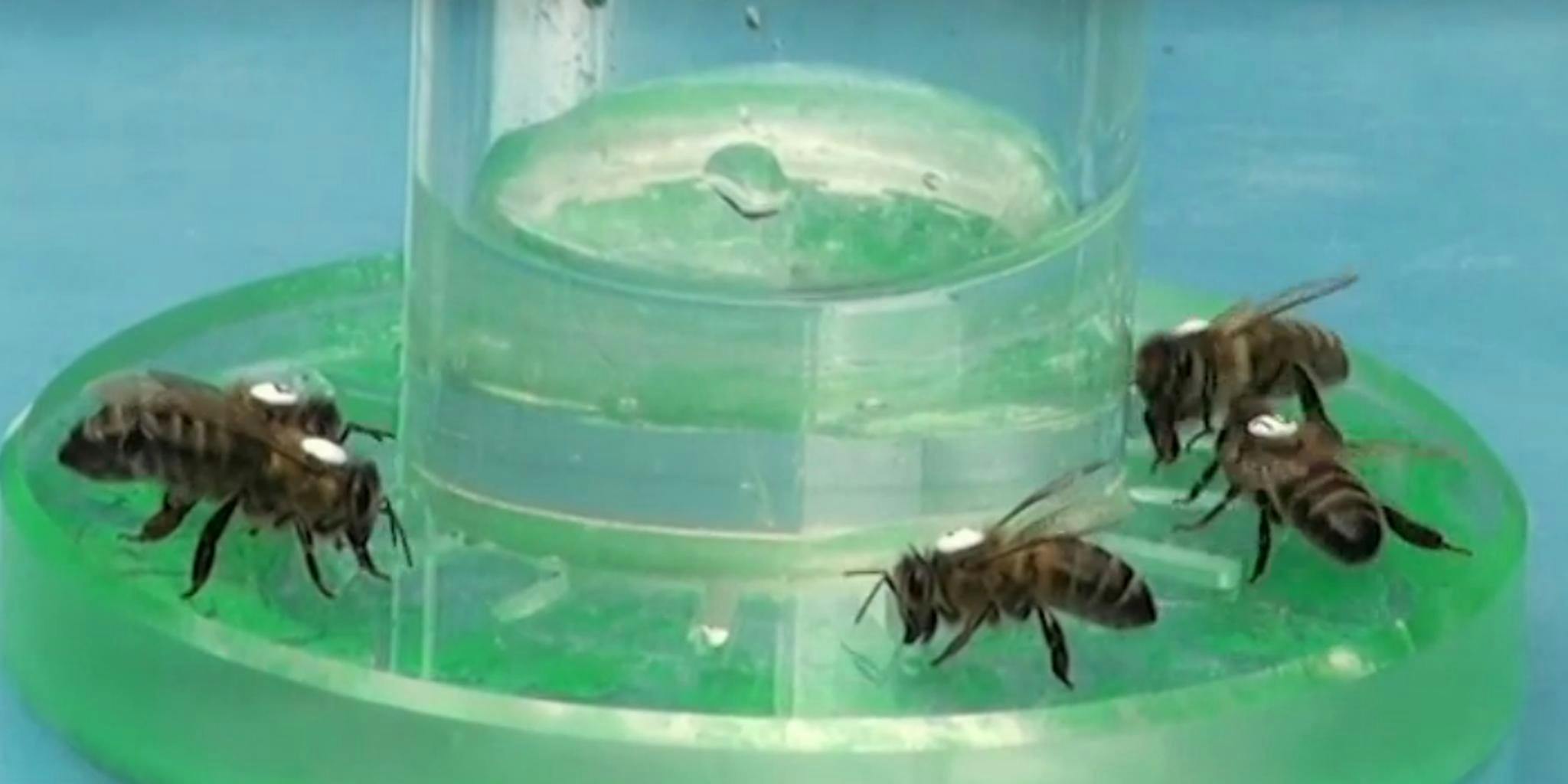 Here's how bees get a caffeine buzz