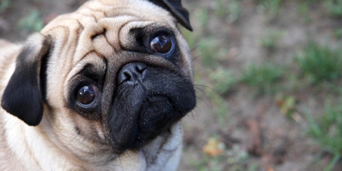 How the ‘Sad Puppies’ Internet campaign gamed the Hugo Awards