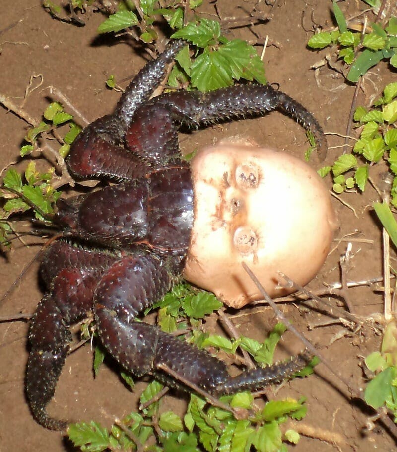 crab baby doll head