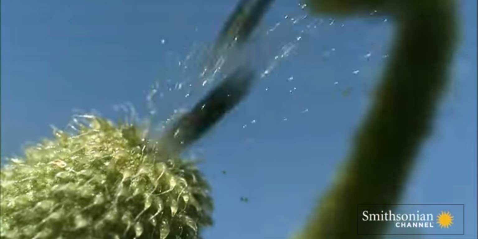 This footage of exploding plants is astonishing and kinda hot - The ...