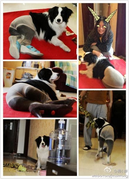 Shanghaiist - #Dogs in pantyhose #China's most hilarious meme