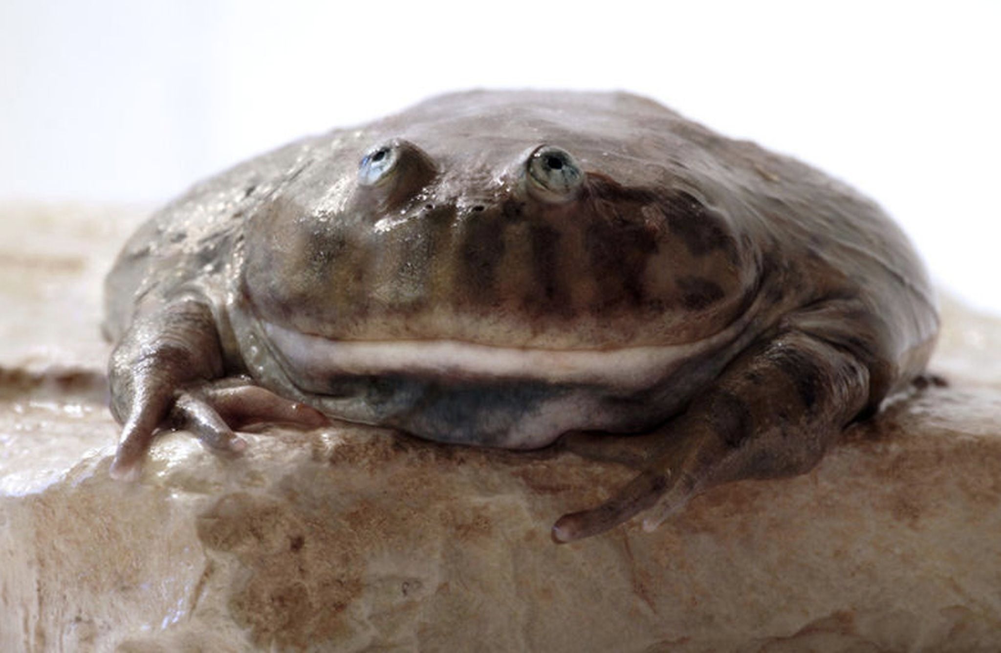 It Is Wednesday My Dudes Is The Perfect Meme For Wednesday