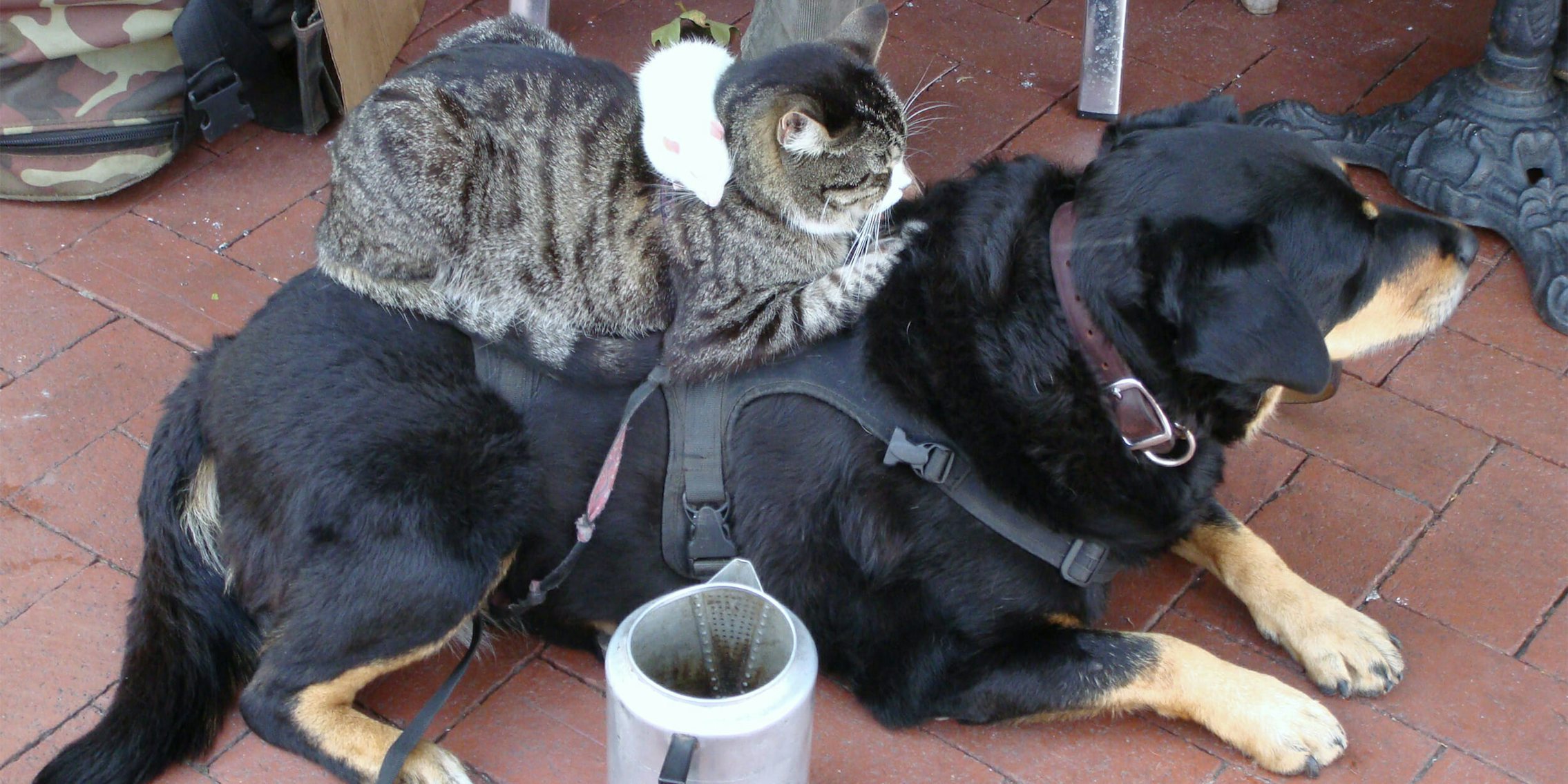 Rat on a cat on a dog woman cradles and protects child