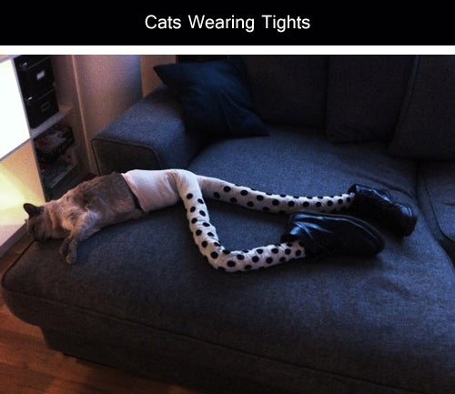 10 Pictures of Cats Wearing Tights -- It's a Real Trend, Catster