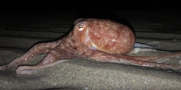curled octopus video