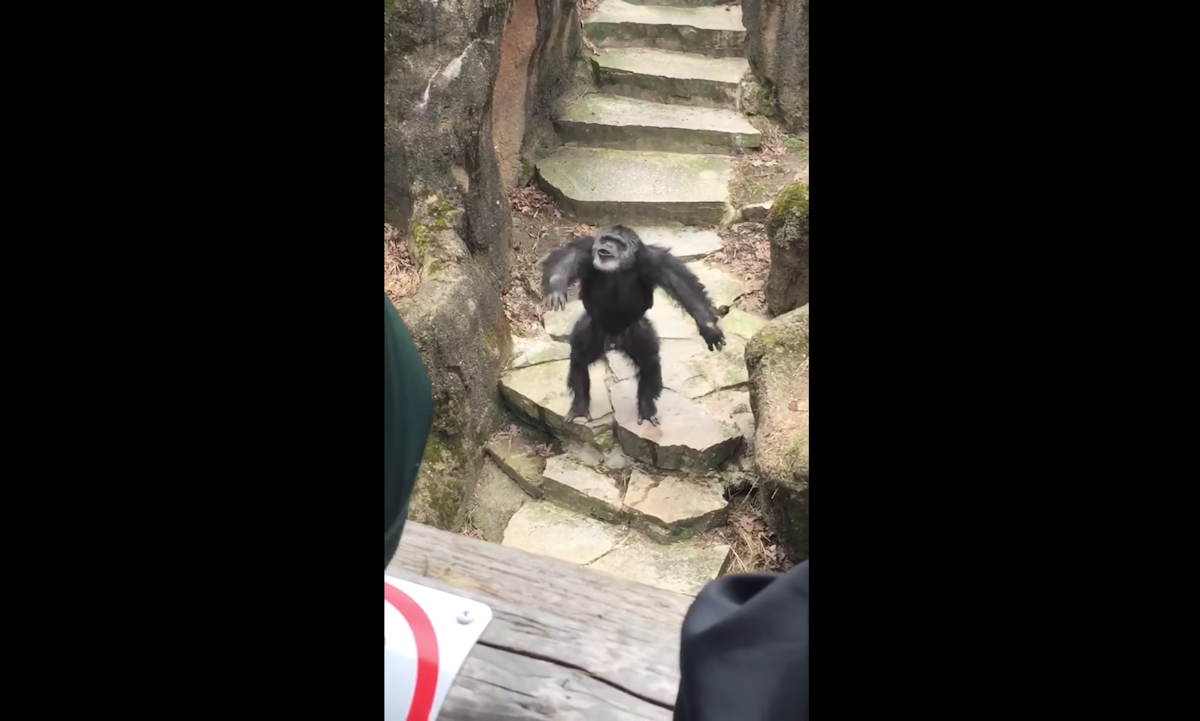 chimpanzee flings poo at grandma