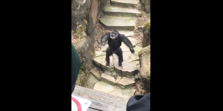 chimpanzee flings poo at grandma