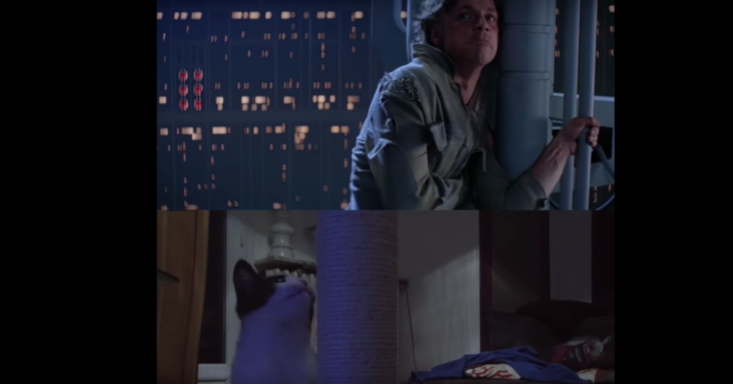 Two Cats Recreate Iconic Star Wars Scene And It Is E Meow Tional
