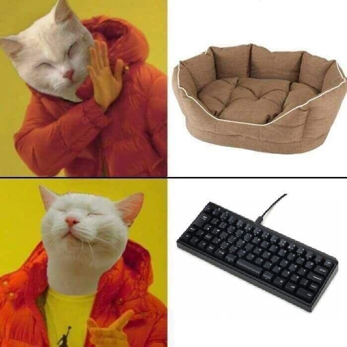 drake cat bed meme