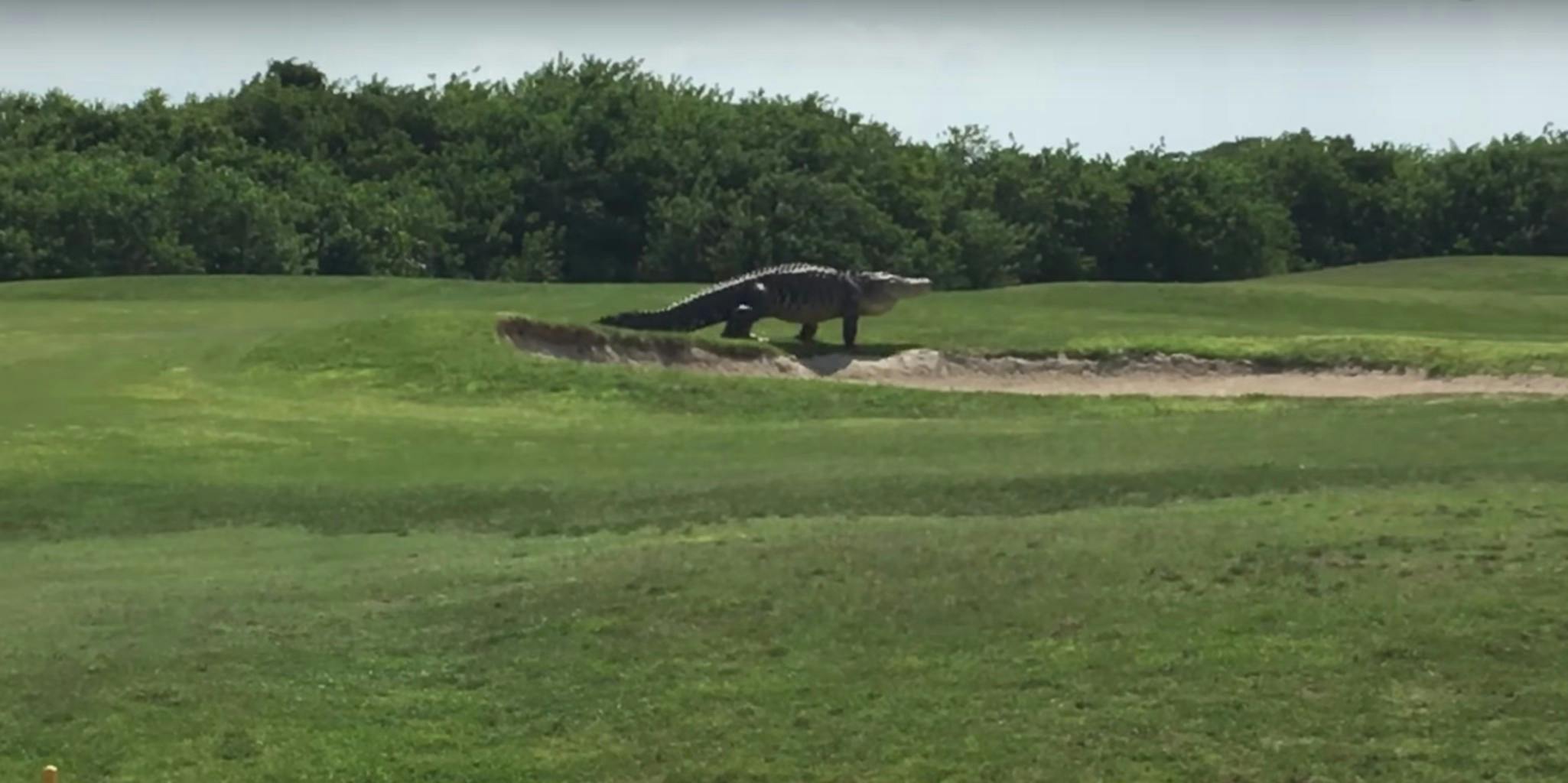 Giant Alligator Casually Strolls Around Florida Golf Course The Daily Dot 0273