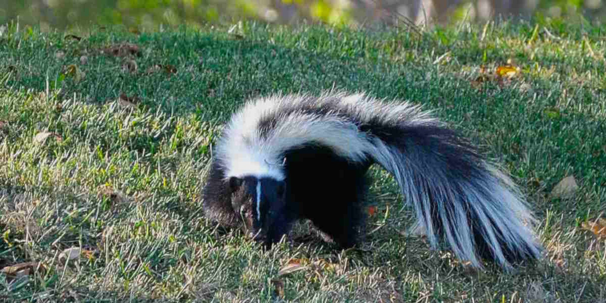 Homepage article image