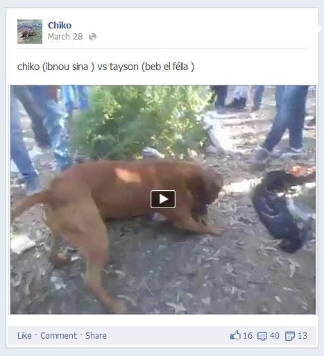 This disturbing Facebook page features brutal dogfighting videos (update) -  The Daily Dot