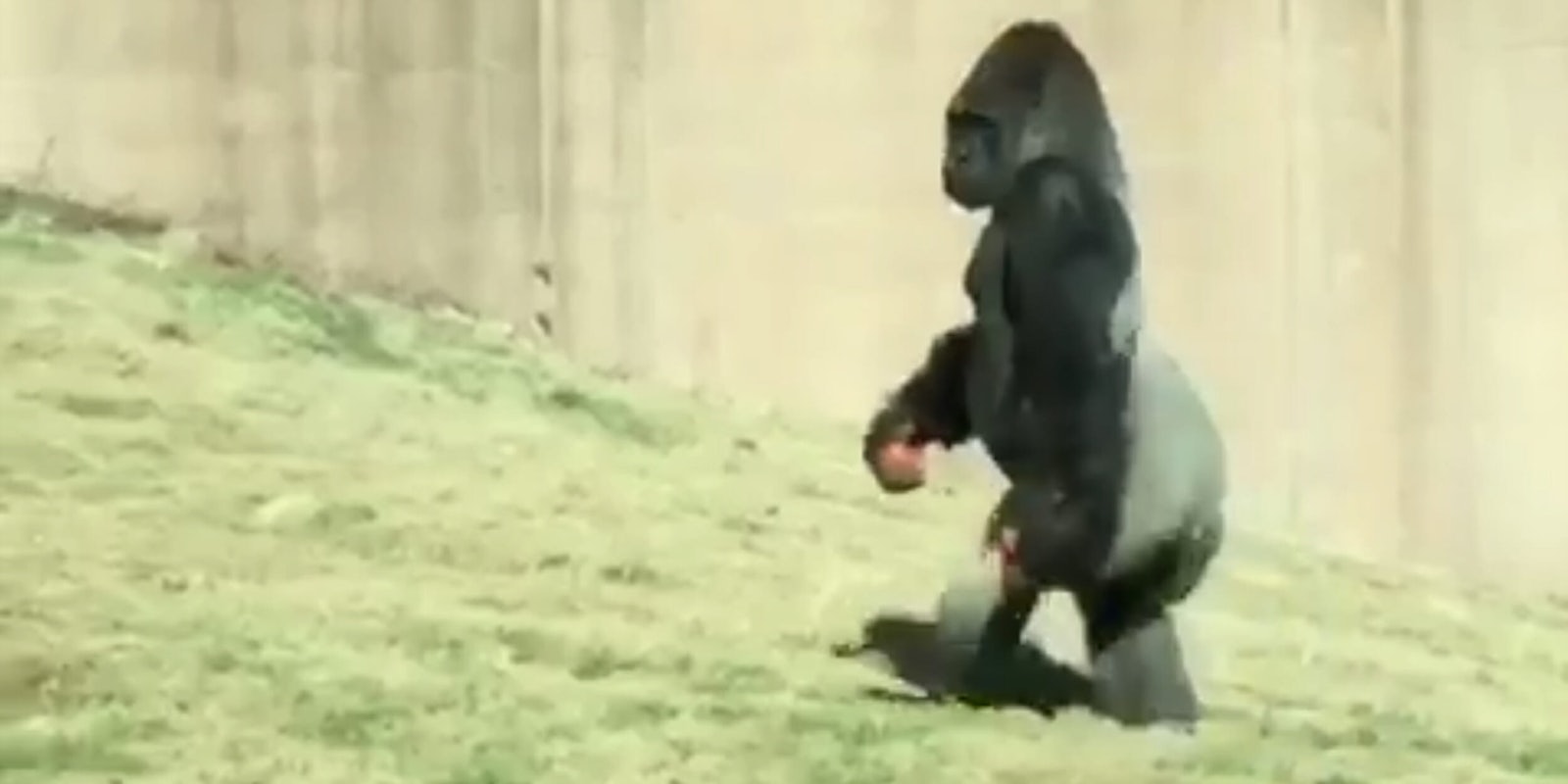 Louis, the bipedal gorilla