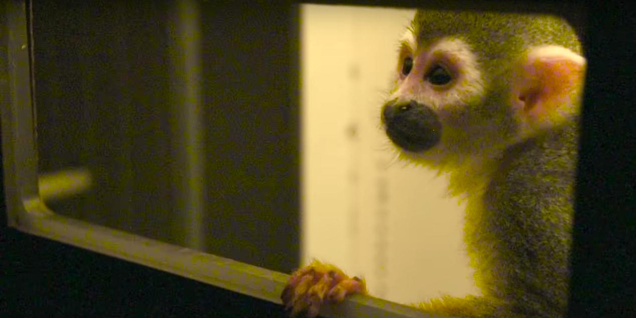 Researchers are closing in on a cure for color blindness with the help