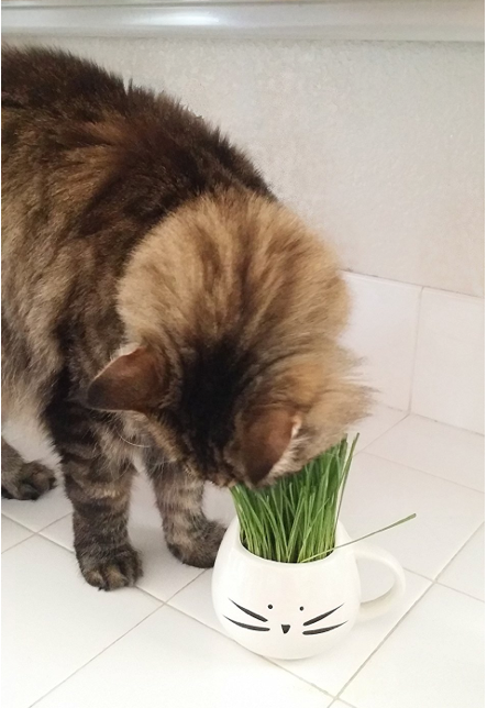 This organic grass kit keeps your pet happy and healthy - The Daily Dot