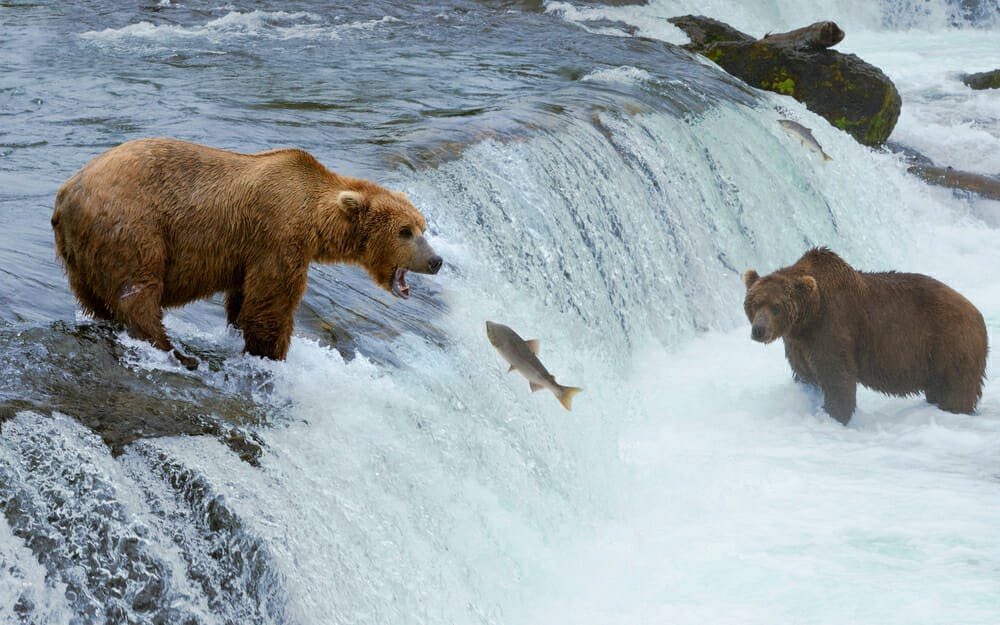 bears salmon stream nature