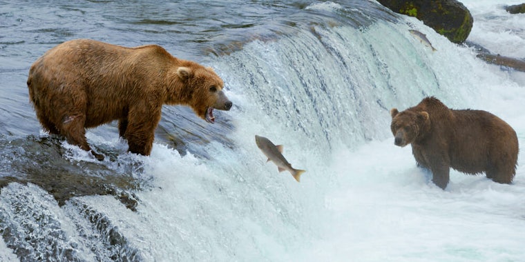 bears salmon stream nature