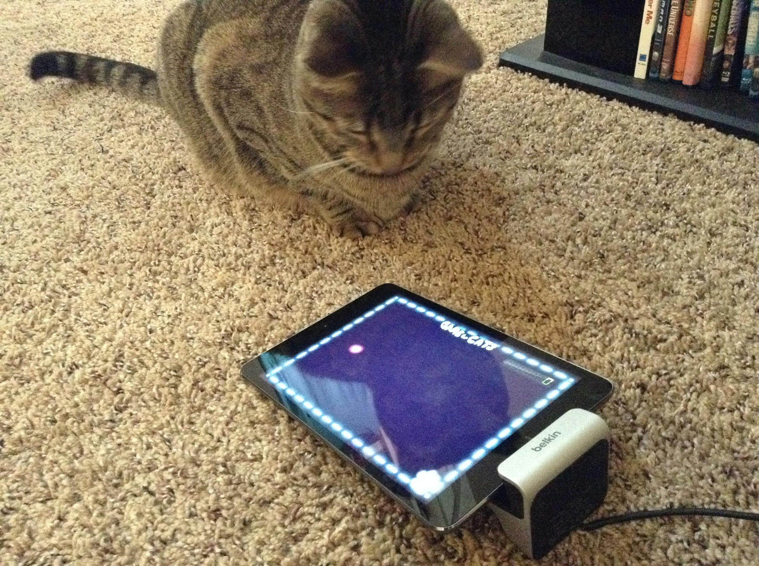 Why your cat needs an iPad