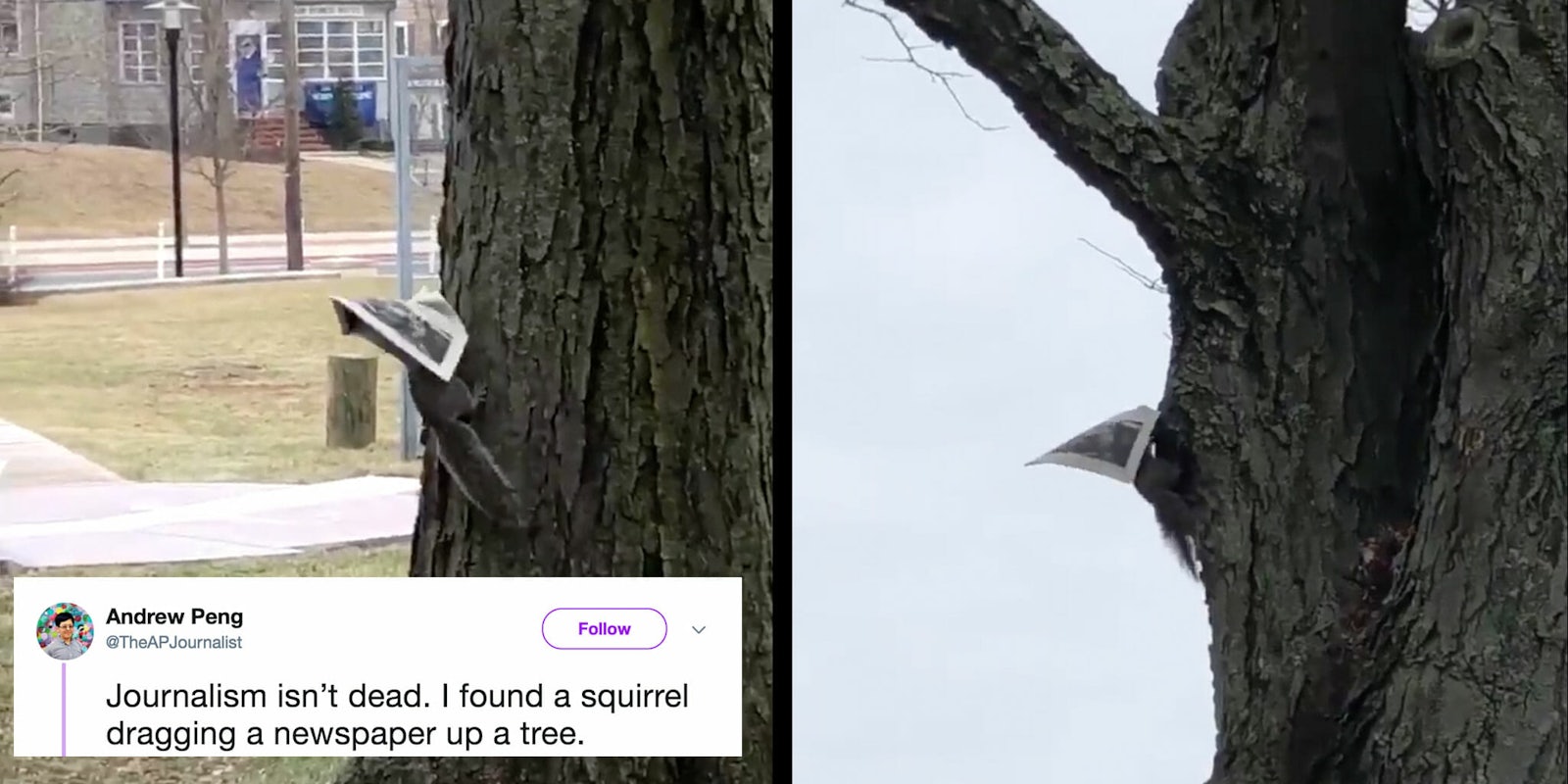 newspaper squirrel