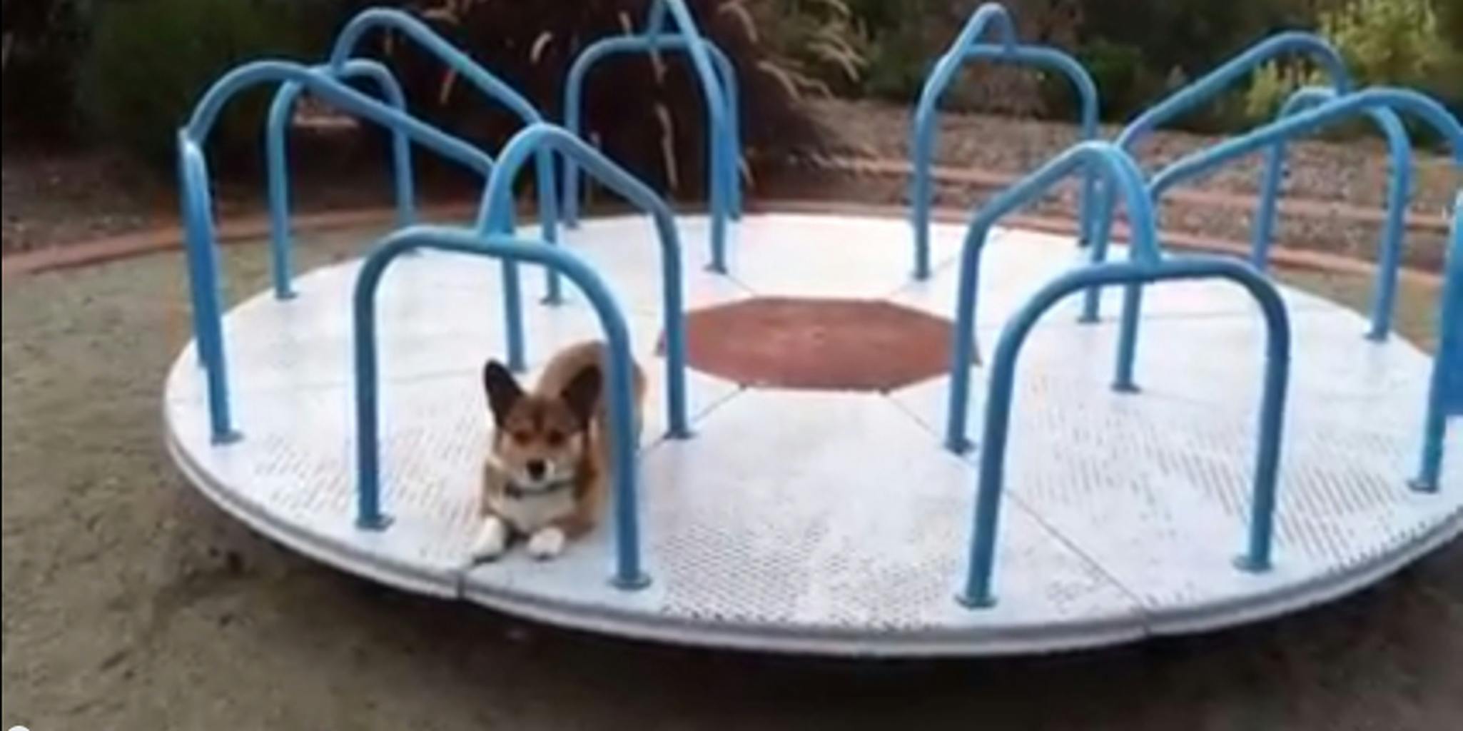 This Corgi running on a carousel will be the best 4 minutes of your day