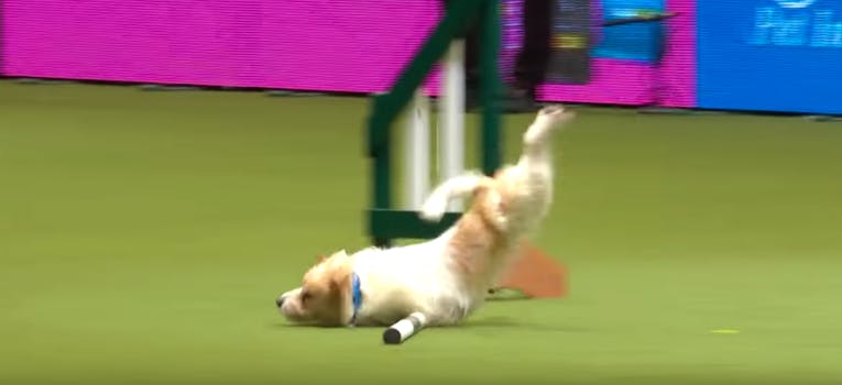 Olly the Jack Russell at Crufts 2017