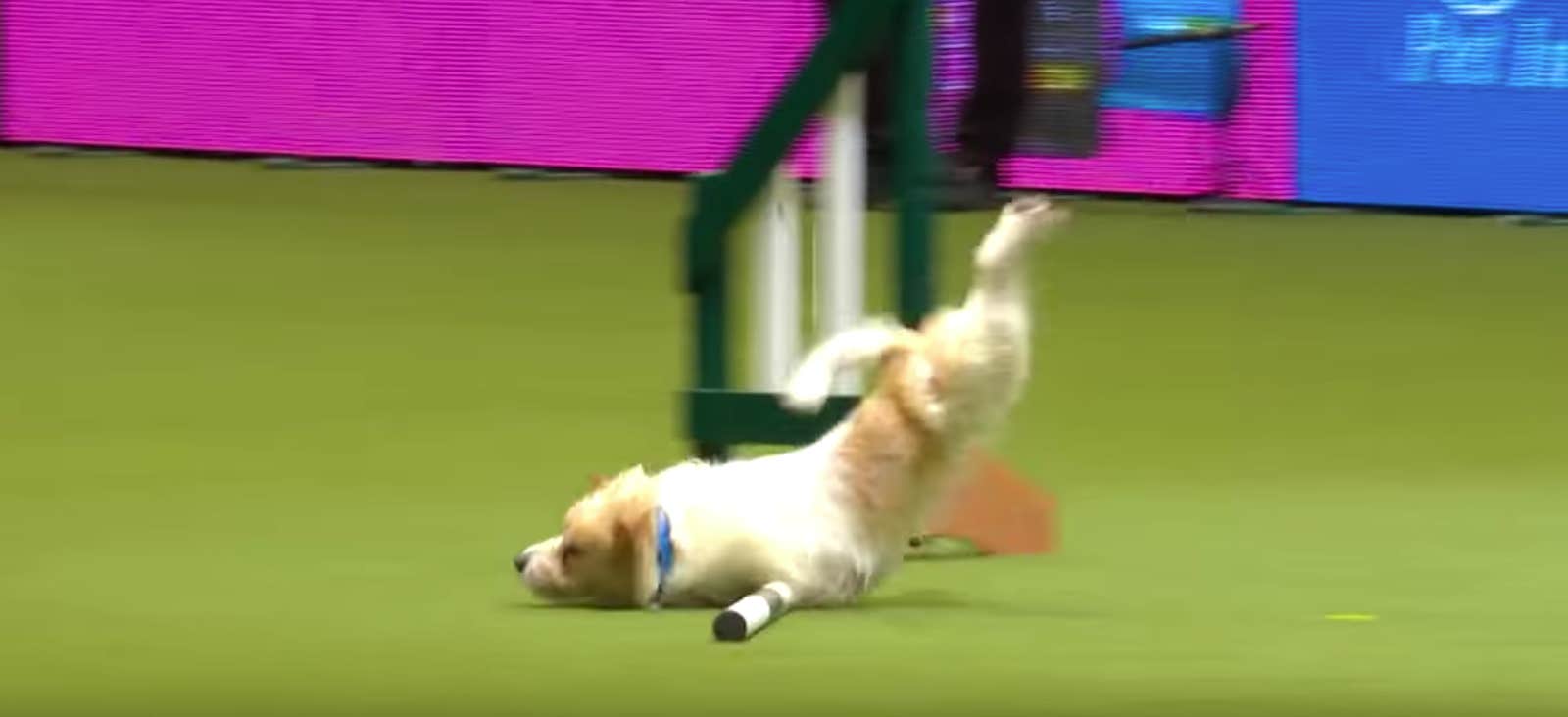 Olly crufts deals