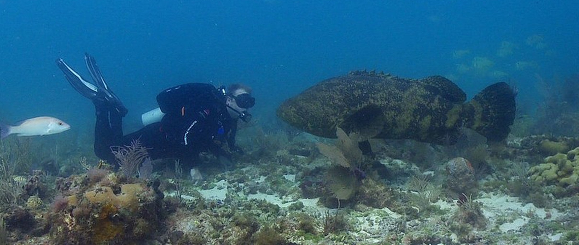 Monster fish eats an entire shark off fisherman's line