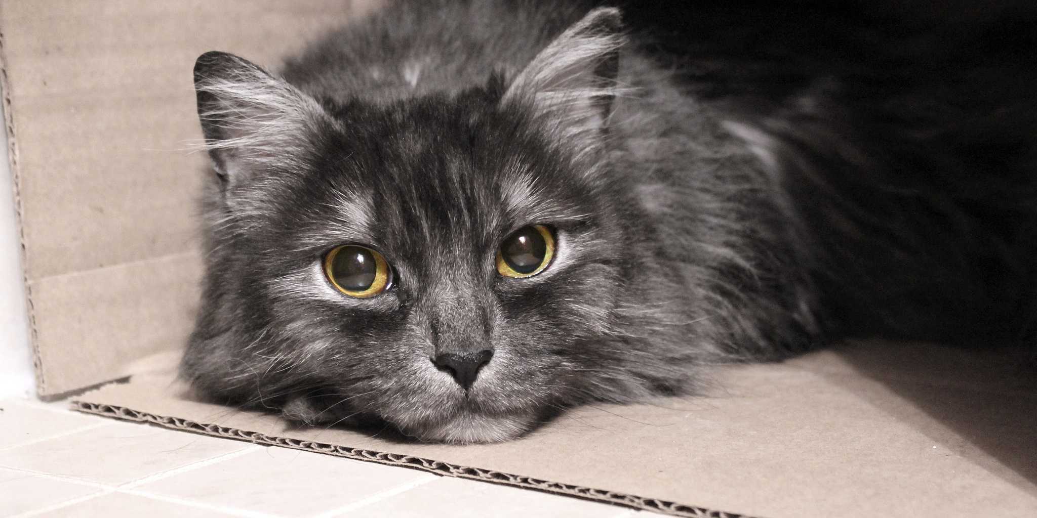 Is this cat going up or down a flight of stairs?