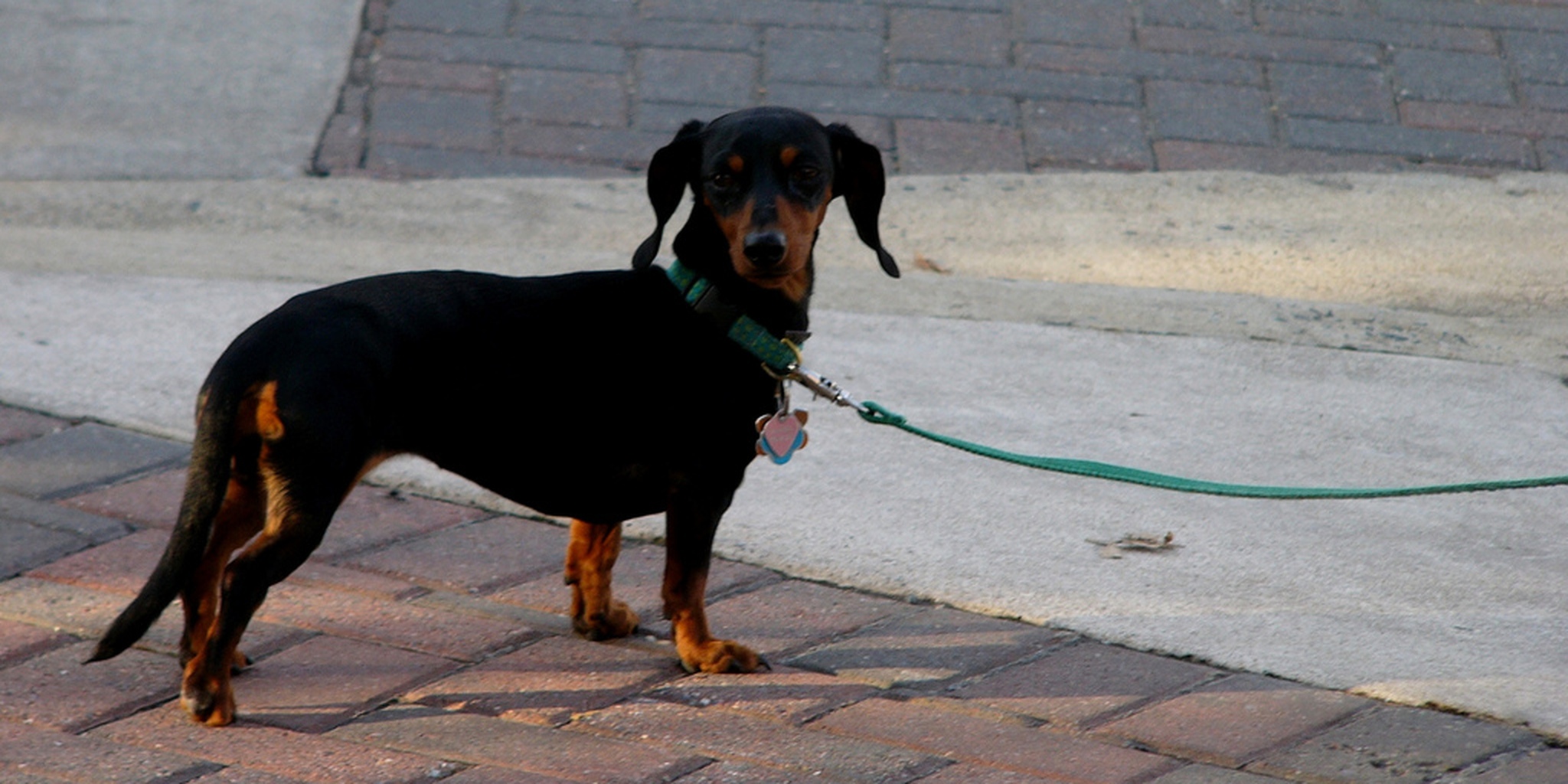 Dog dancing to hot sale music in street