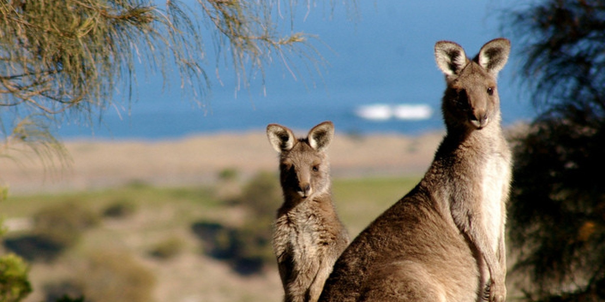 This robot kangaroo will hop its way into your nightmares