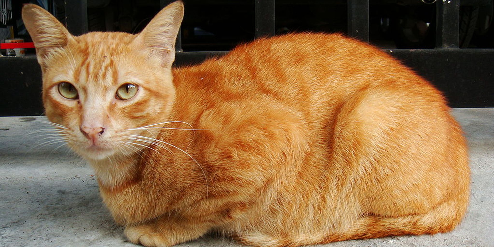 Пестро рыжая. Европейская короткошерстная табби рыжий. Цейлонская короткошерстная кошка рыжая. Макрелевый табби рыжий. Порода табби кот рыжий.